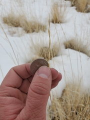 Pseudoroegneria spicata spicata