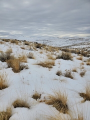 Pseudoroegneria spicata spicata