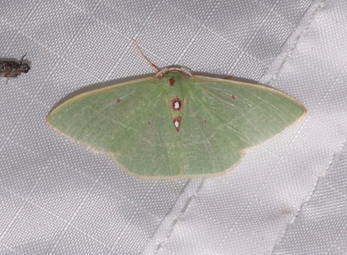 Columbian Emerald photo 3