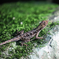 Anolis wilsoni