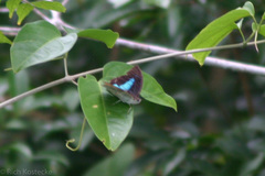 Archaeoprepona demophon