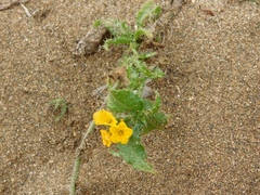 Amsinckia spectabilis