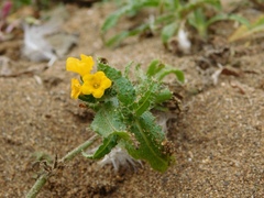 Amsinckia spectabilis