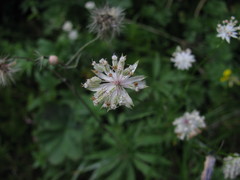 Astrantia minor