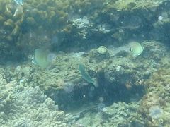 Chaetodon guttatissimus