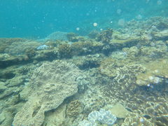 Chaetodon guttatissimus