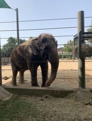 Elephantidae