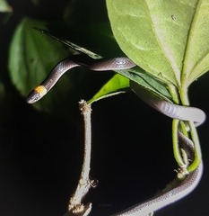 Enulius flavitorques