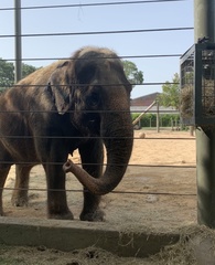 Elephantidae