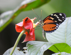 Heliconius ismenius