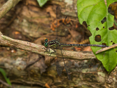 Epigomphus paludosus