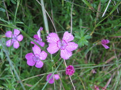 Dianthus deltoides deltoides