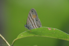 Cissia labe