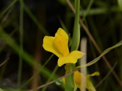 Utricularia involvens