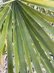 Washingtonia