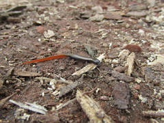 Riopa albopunctata