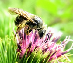 Halictus rubicundus