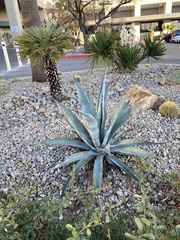 Agave