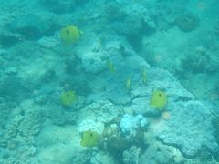 Chaetodon zanzibarensis