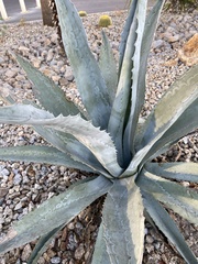 Agave