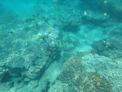 Chaetodon zanzibarensis