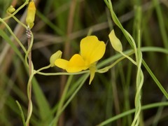 Utricularia involvens