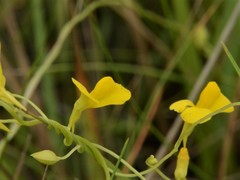 Utricularia involvens