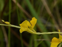 Utricularia involvens