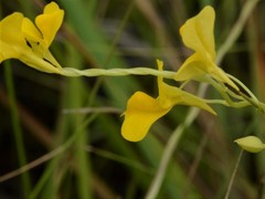Utricularia involvens