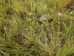 Utricularia involvens