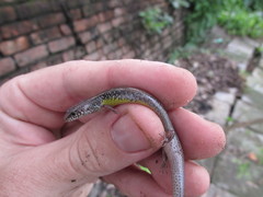 Riopa albopunctata