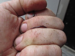 Indotyphlops porrectus