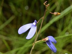Utricularia leptoplectra