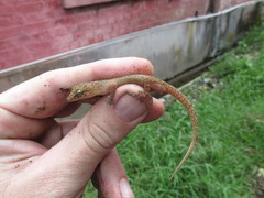 Hemidactylus murrayi
