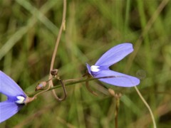 Utricularia leptoplectra