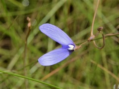 Utricularia leptoplectra
