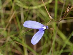 Utricularia leptoplectra