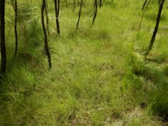 Utricularia leptoplectra