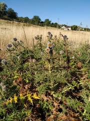 Echinops armatus