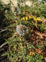 Echinops armatus