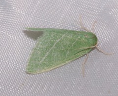 Synchlora bistriaria