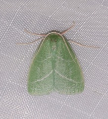 Synchlora bistriaria
