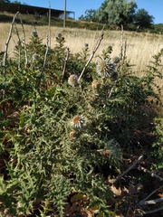 Echinops armatus