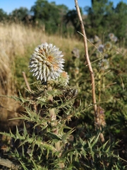 Echinops armatus