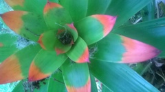 Guzmania