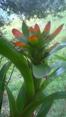 Guzmania