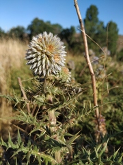 Echinops armatus