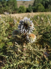 Echinops armatus
