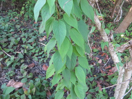 Image of Paederia cruddasiana by (c) Ben Machado, some rights reserved (CC BY)