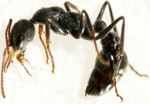 Urens-group Bull Ants (Complex Myrmecia urens) · iNaturalist